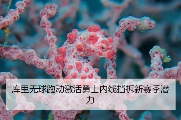 库里无球跑动激活勇士内线挡拆新赛季潜力